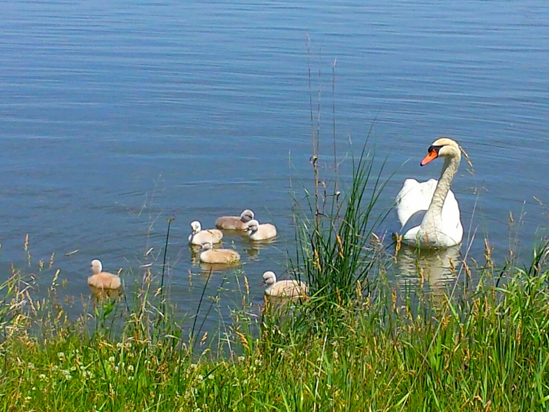 Delnor Swans - Cindy Pfetzer